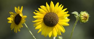 Preview wallpaper sunflowers, petals, summer, flowers, yellow