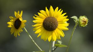 Preview wallpaper sunflowers, petals, summer, flowers, yellow