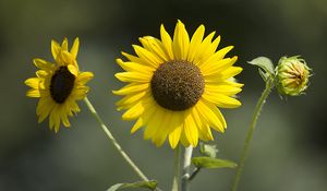 Preview wallpaper sunflowers, petals, summer, flowers, yellow