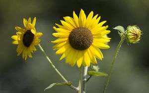 Preview wallpaper sunflowers, petals, summer, flowers, yellow