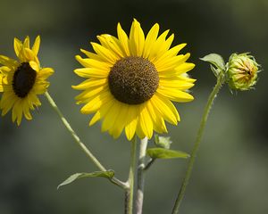 Preview wallpaper sunflowers, petals, summer, flowers, yellow