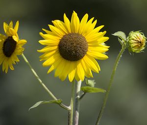 Preview wallpaper sunflowers, petals, summer, flowers, yellow
