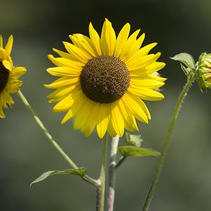 Preview wallpaper sunflowers, petals, summer, flowers, yellow