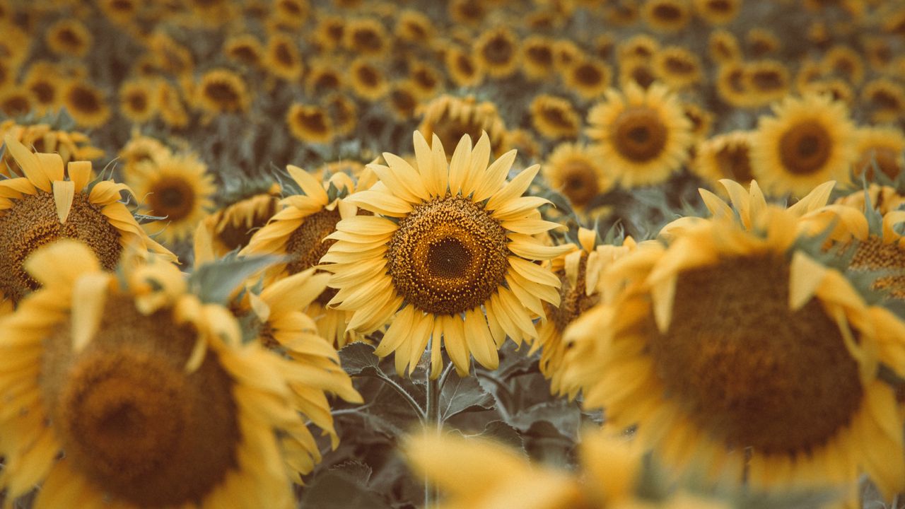 Wallpaper sunflowers, plants, flowers, field, yellow