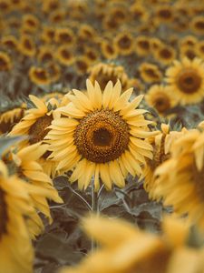 Preview wallpaper sunflowers, plants, flowers, field, yellow