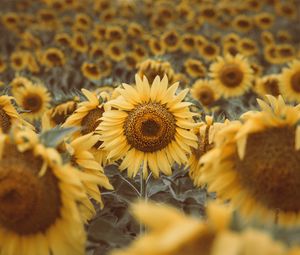 Preview wallpaper sunflowers, plants, flowers, field, yellow