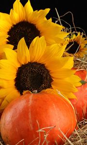 Preview wallpaper sunflowers, pumpkins, straw, leaves