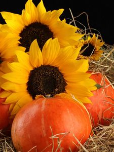 Preview wallpaper sunflowers, pumpkins, straw, leaves