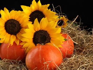 Preview wallpaper sunflowers, pumpkins, straw, leaves