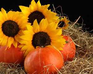 Preview wallpaper sunflowers, pumpkins, straw, leaves