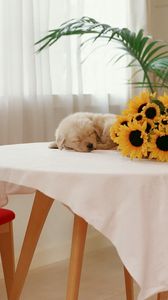 Preview wallpaper sunflowers, puppy, table