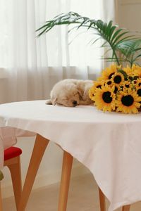 Preview wallpaper sunflowers, puppy, table