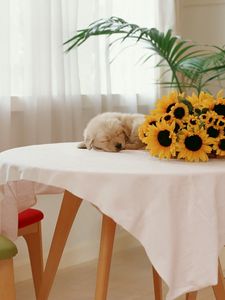 Preview wallpaper sunflowers, puppy, table