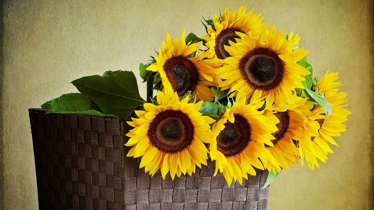 Wallpaper sunflowers, shopping, wall, table, leaves