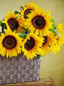 Preview wallpaper sunflowers, shopping, wall, table, leaves