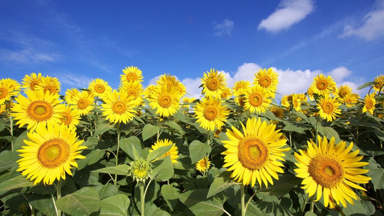 Wallpaper sunflowers, sky, clouds, sun, field