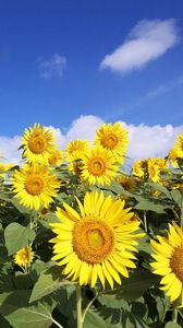 Preview wallpaper sunflowers, sky, clouds, sun, field