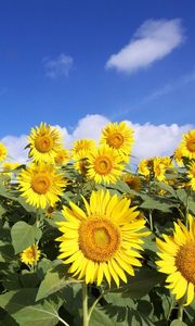 Preview wallpaper sunflowers, sky, clouds, sun, field