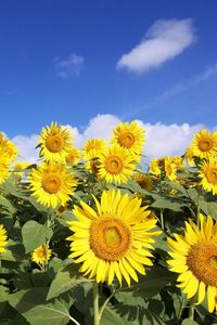 Preview wallpaper sunflowers, sky, clouds, sun, field