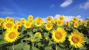 Preview wallpaper sunflowers, sky, clouds, sun, field