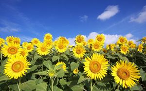 Preview wallpaper sunflowers, sky, clouds, sun, field