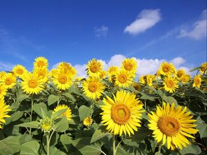 Preview wallpaper sunflowers, sky, clouds, sun, field