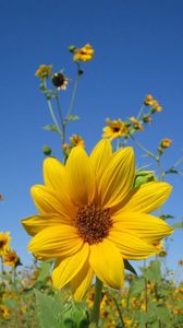 Preview wallpaper sunflowers, small, field, sky, close-up