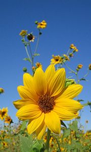 Preview wallpaper sunflowers, small, field, sky, close-up