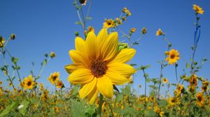 Preview wallpaper sunflowers, small, field, sky, close-up