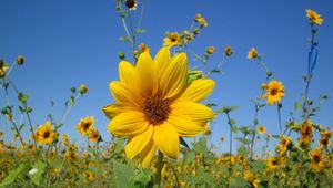 Preview wallpaper sunflowers, small, field, sky, close-up