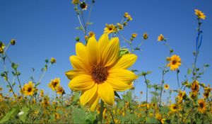 Preview wallpaper sunflowers, small, field, sky, close-up