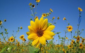 Preview wallpaper sunflowers, small, field, sky, close-up