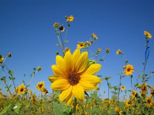 Preview wallpaper sunflowers, small, field, sky, close-up