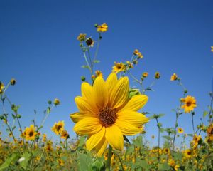 Preview wallpaper sunflowers, small, field, sky, close-up