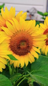 Preview wallpaper sunflowers, some, summer, close-up