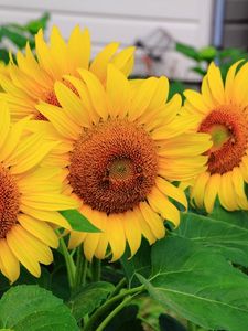 Preview wallpaper sunflowers, some, summer, close-up