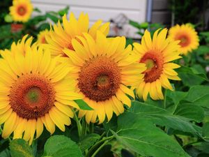 Preview wallpaper sunflowers, some, summer, close-up