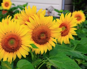 Preview wallpaper sunflowers, some, summer, close-up