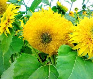 Preview wallpaper sunflowers, summer, bright, yellow, green