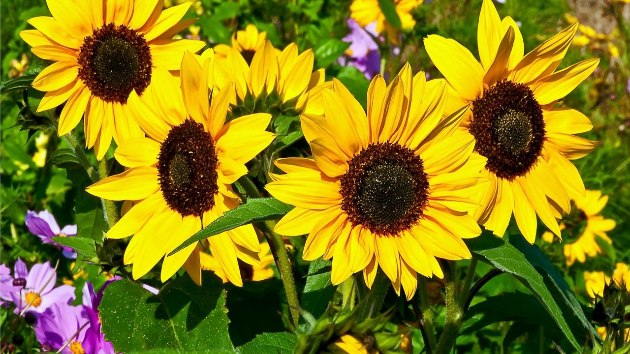 Wallpaper sunflowers, summer, green, sunny