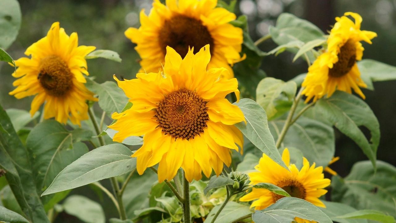 Wallpaper sunflowers, summer, green, blur