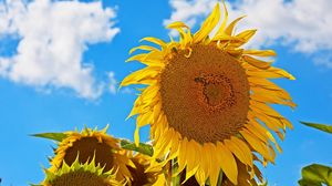 Preview wallpaper sunflowers, summer, hats, sky, sunny, mood