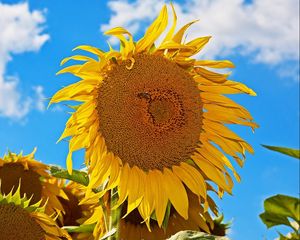 Preview wallpaper sunflowers, summer, hats, sky, sunny, mood