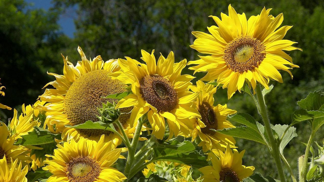 Wallpaper sunflowers, summer, sun, trees, sky