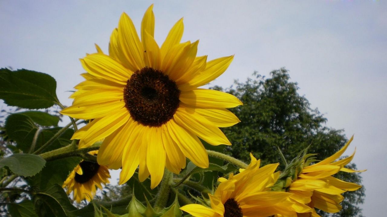 Wallpaper sunflowers, summer, tree, sky, vacation