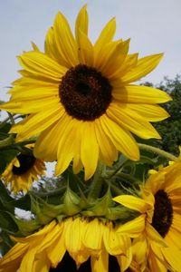 Preview wallpaper sunflowers, summer, tree, sky, vacation