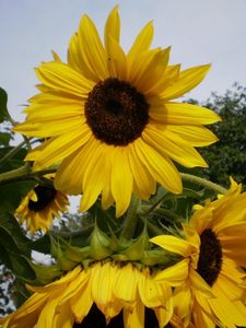 Preview wallpaper sunflowers, summer, tree, sky, vacation