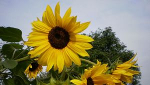 Preview wallpaper sunflowers, summer, tree, sky, vacation