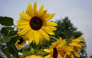 Preview wallpaper sunflowers, summer, tree, sky, vacation