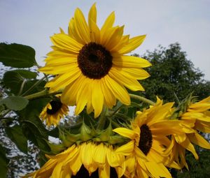 Preview wallpaper sunflowers, summer, tree, sky, vacation